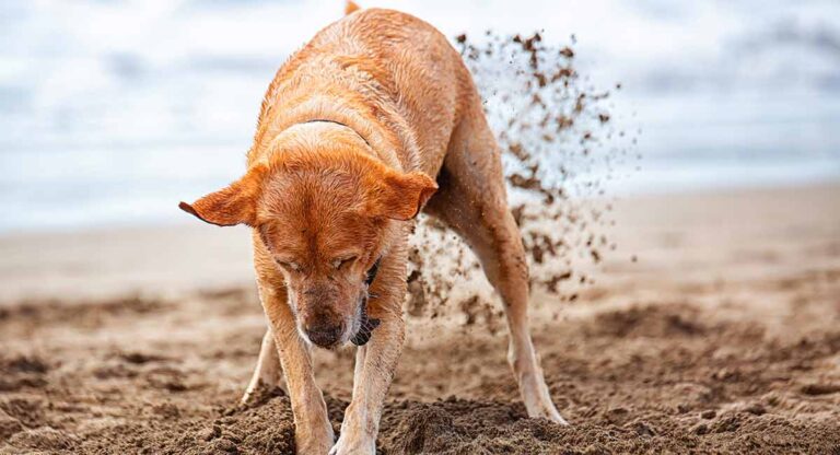 Labrador digging at the beach