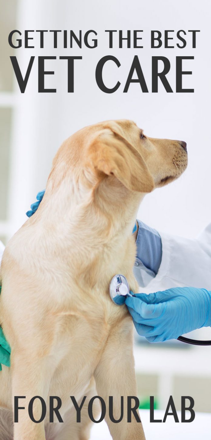 vet-care-for-labradors-the-labrador-site