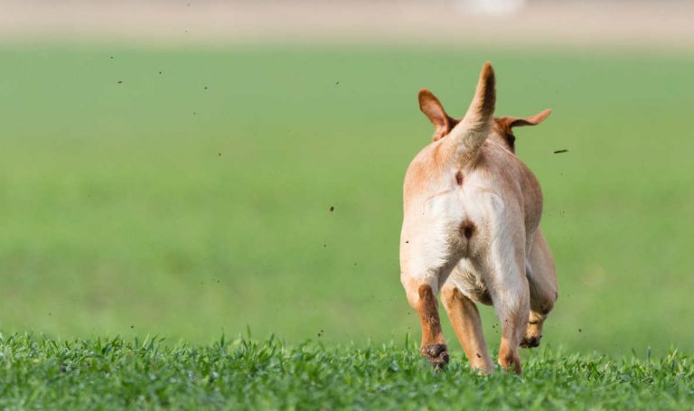 Why Dogs Run Away And How To Stop Them