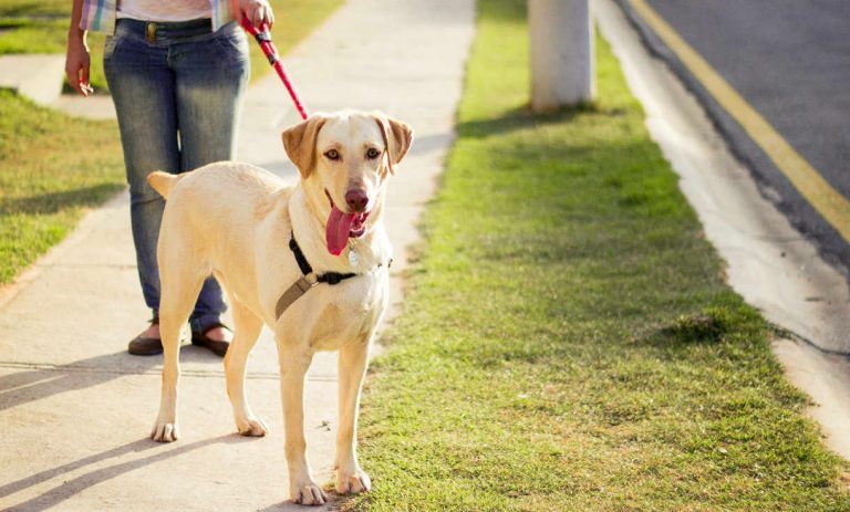 How To Stop Your Labrador Pulling On The Lead