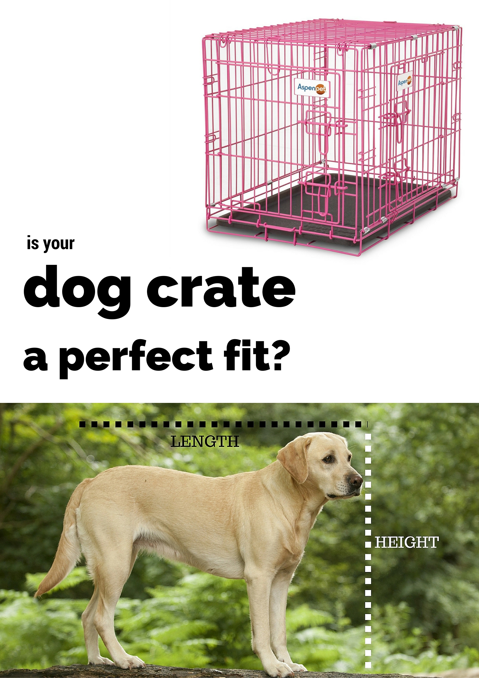 labrador retriever cage