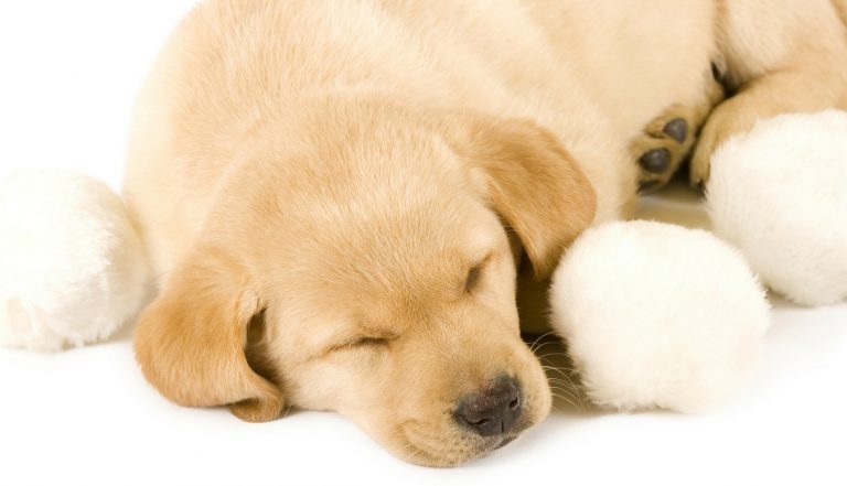 how many hours a day do dogs sleep?