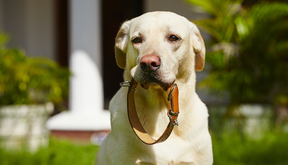 dog collars for labs