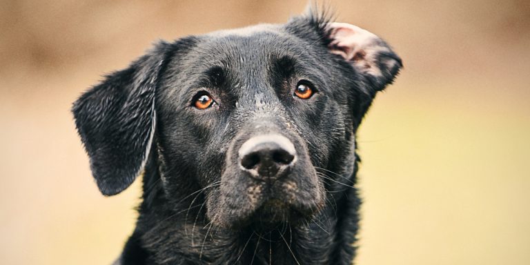 how to clean dogs ears