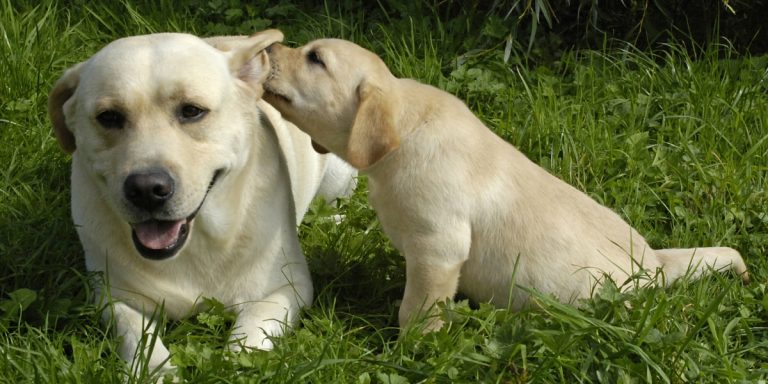 Buying a Labrador Puppy Online