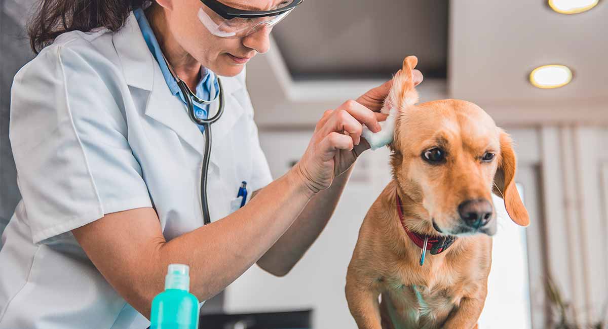 Deep Ear Cleaning For Dogs