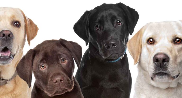 labrador breed standard