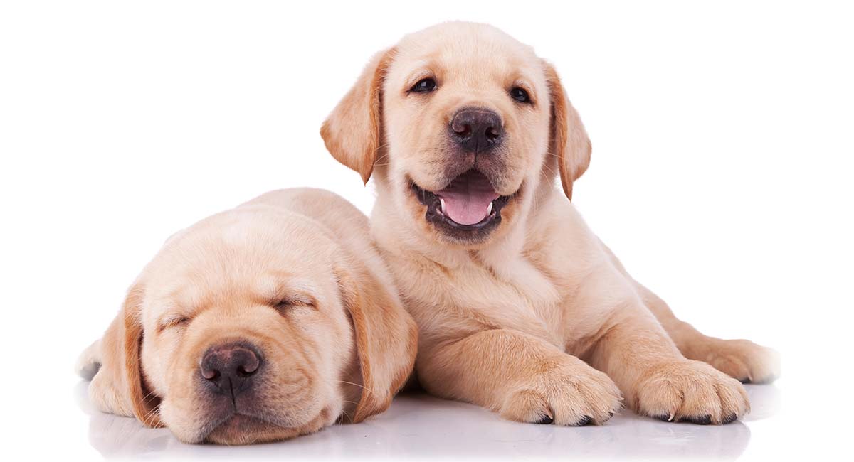 puppy-vaccination-frequently-asked-questions-and-schedules