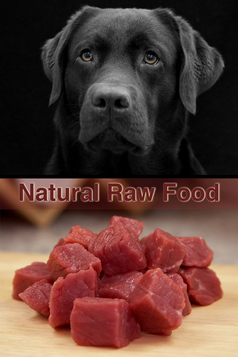 feeding pregnant dog raw diet