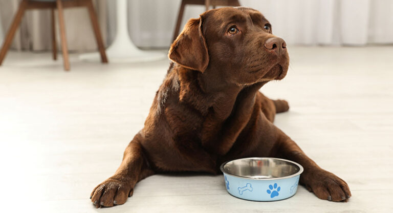 The Best Dog Bowls