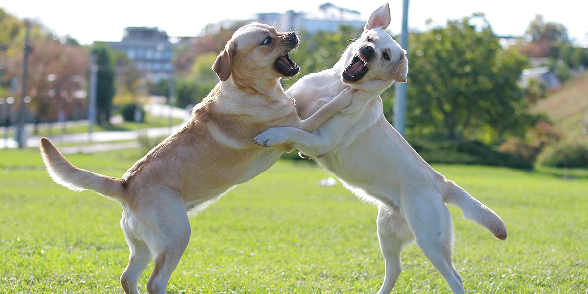 perros mostrando dientes