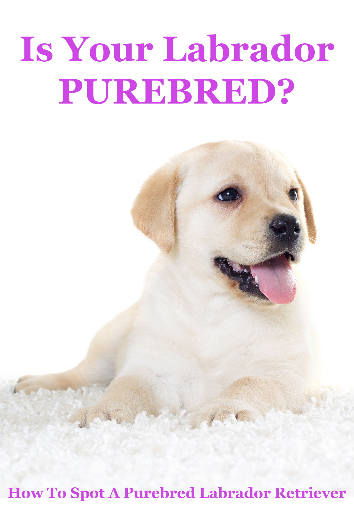 how to identify a english labrador pure breed