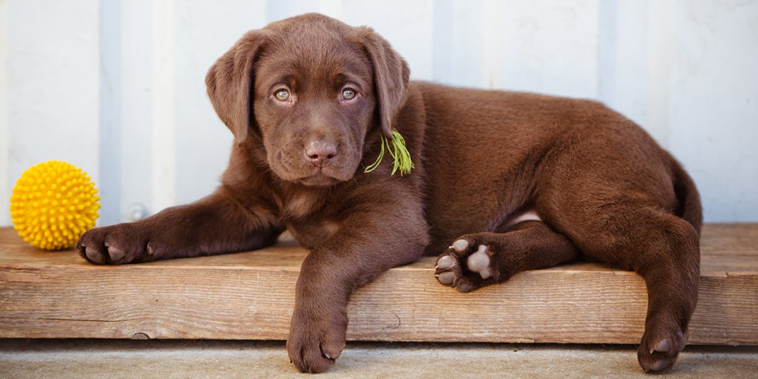 labrador-retriever-ra-as-de-c-o-continente