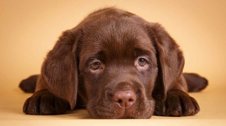 labrador puppy