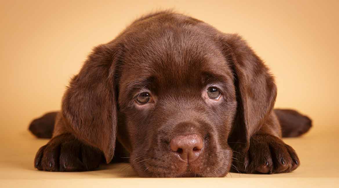 6 Things To Consider Before Buying A Labrador Puppy