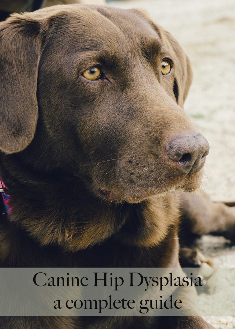 Hip Dysplasia In Dogs: A Complete Guide For Labrador Owners