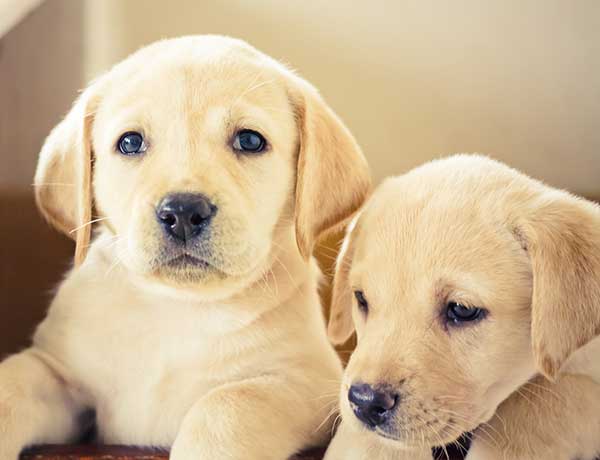 Things to Consider Before Buying a Labrador