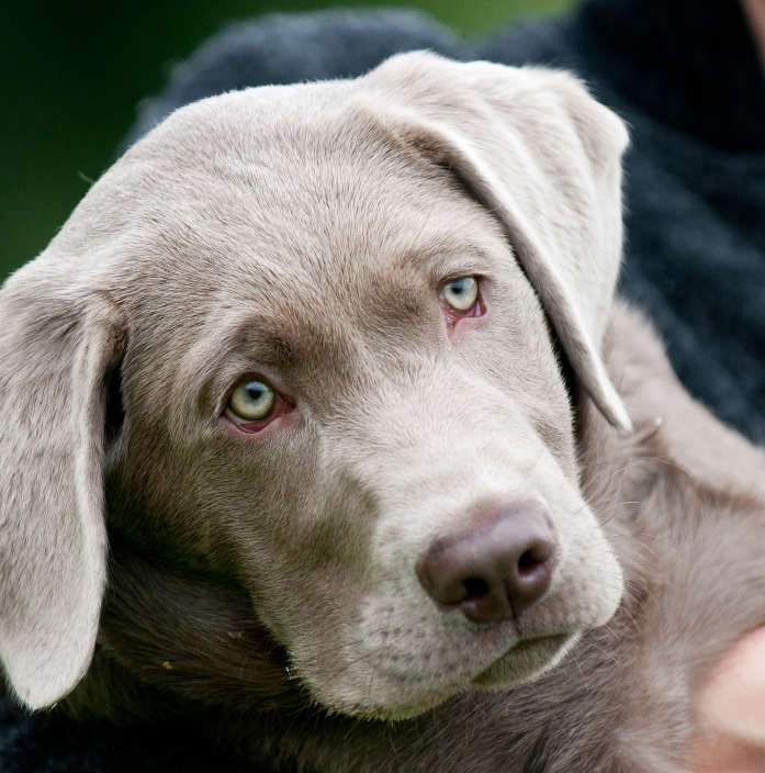 photo of silver labrador puppy