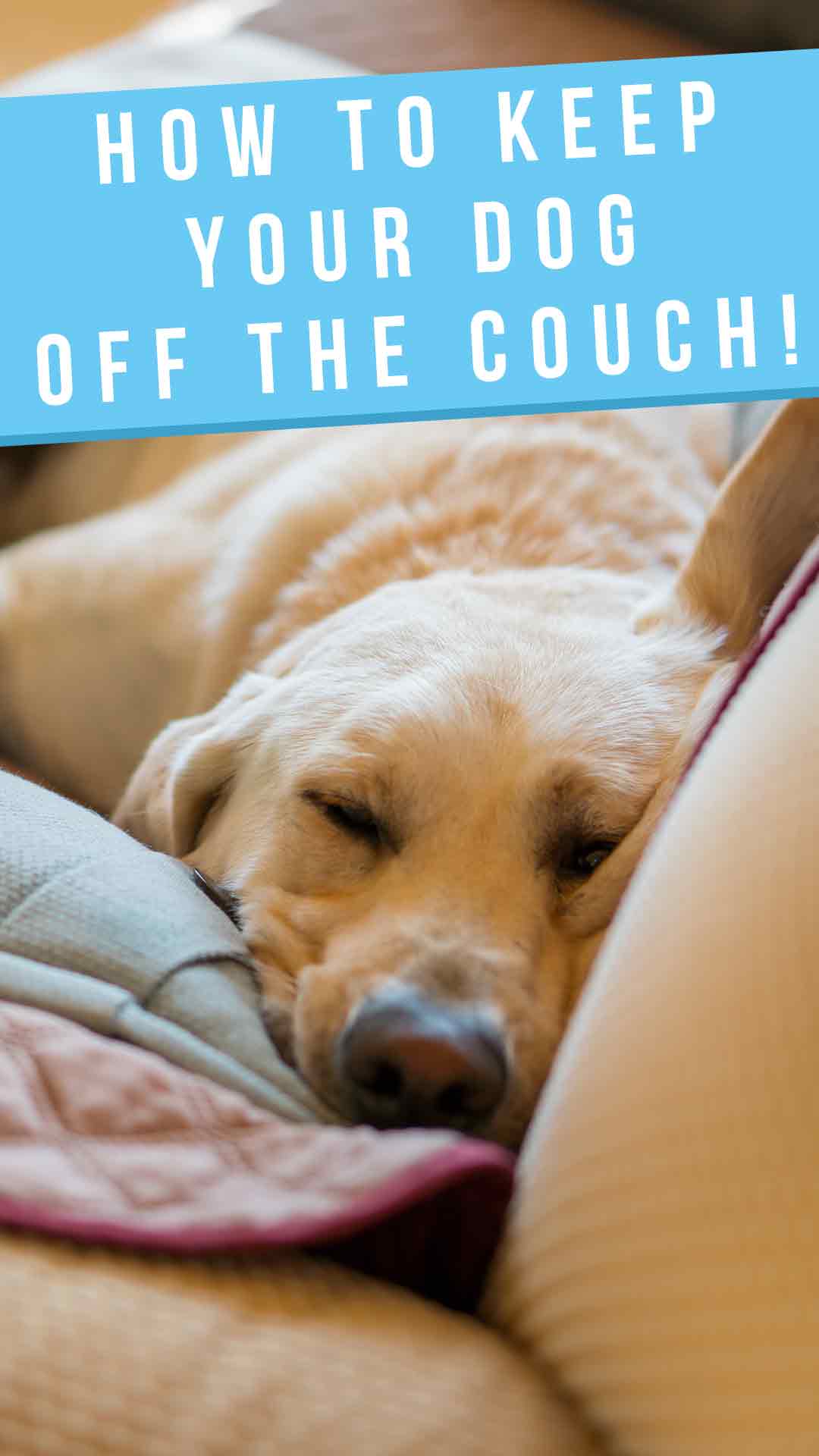 do you let your dog on the sofa