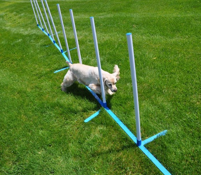 Dog Agility Equipment - The Labrador Site