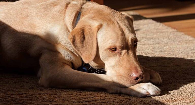 beautiful dudley lab resting