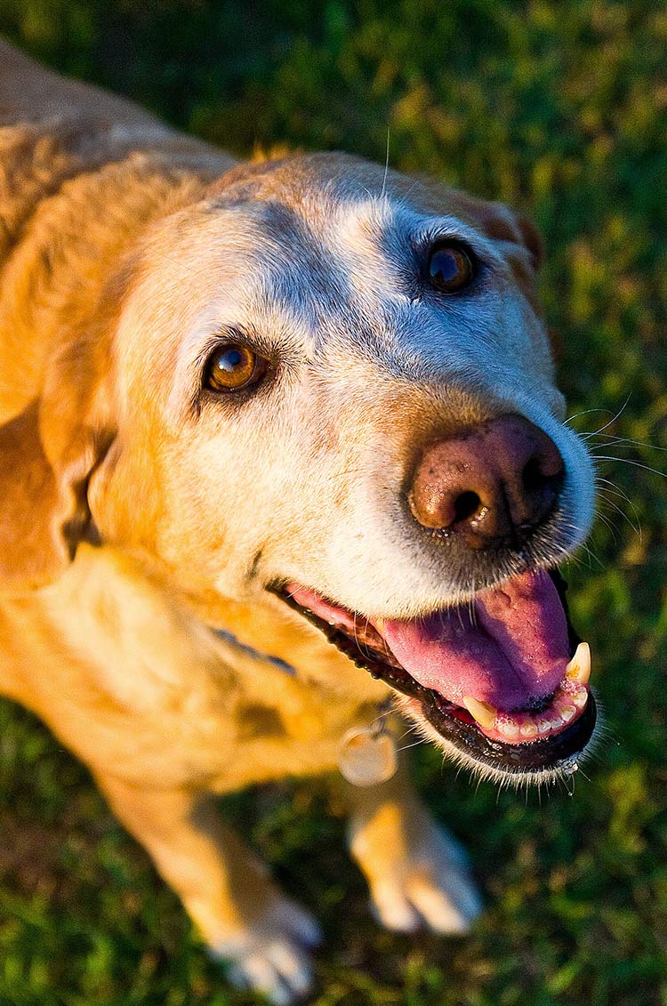 Pain Relief For Dogs - The Labrador Site
