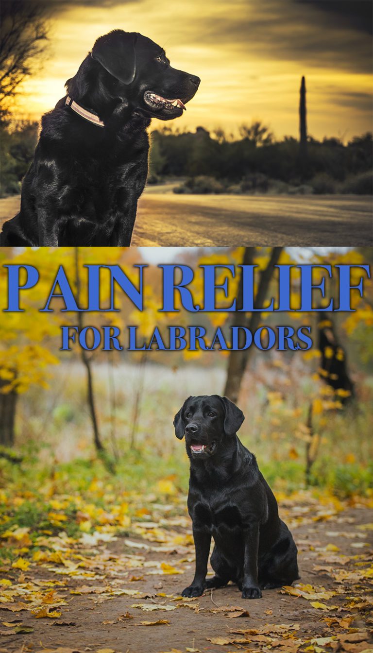 Pain Relief For Dogs