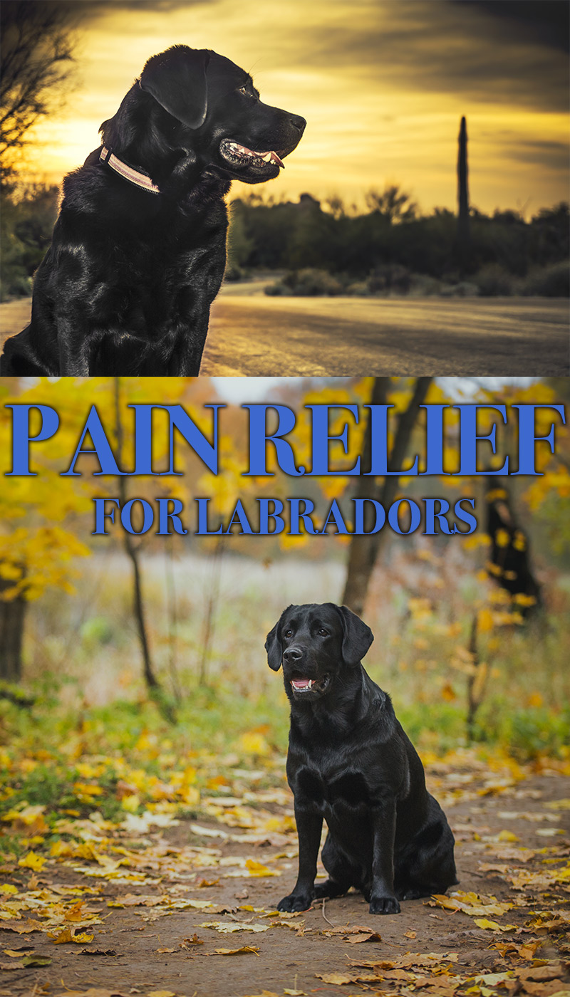 Pain Relief For Dogs The Labrador Site