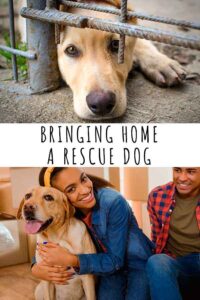 Bringing Home A Rescue Dog - Get Your Rescue Dog Off To A Great Start