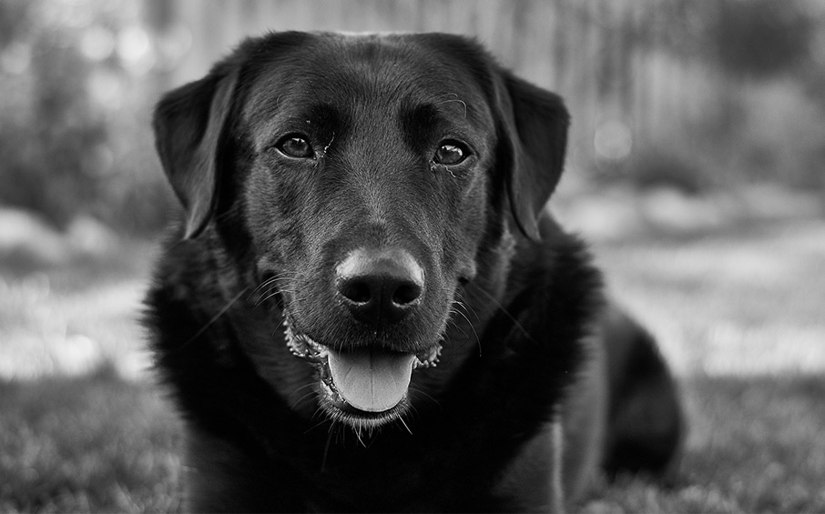 Life Expectancy Of Black Labs 21