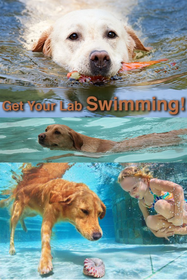 My Labrador won’t swim!