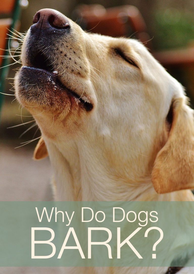 Why Does My Dog Bark So Much – And What Do Barks Mean?