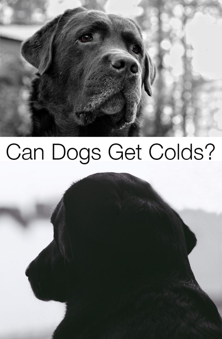 Can Dogs Get Colds?