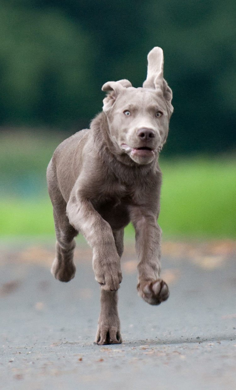 chocolate and silver lab mix