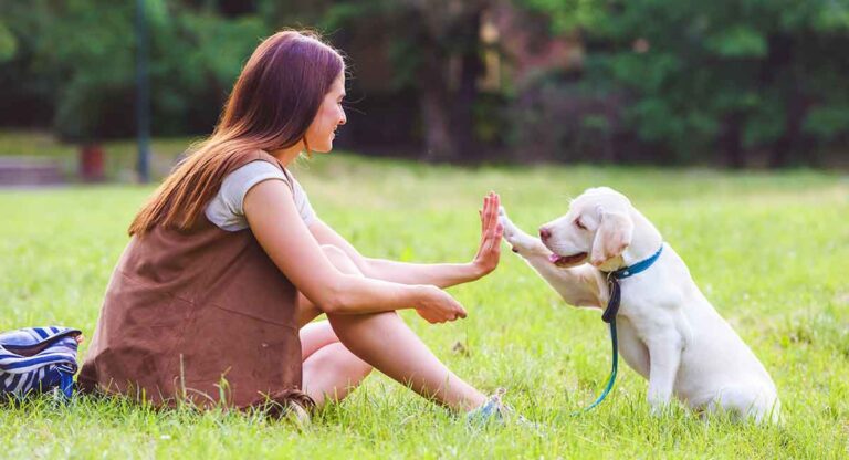 Dog Training Tips: 22 Great Ideas To Help You Train Your Lab in 2021