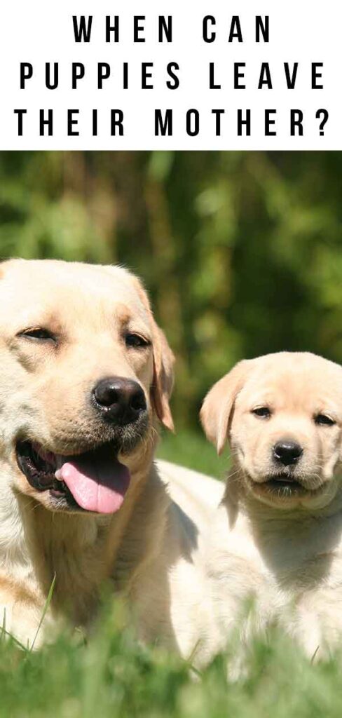 When Can Puppies Leave Their Mother - When To Take Your Puppy Home