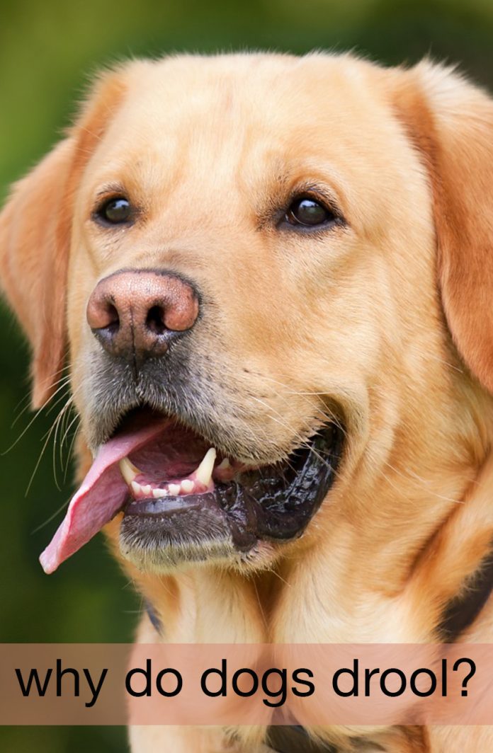 Why Do Dogs Drool - The Labrador Site