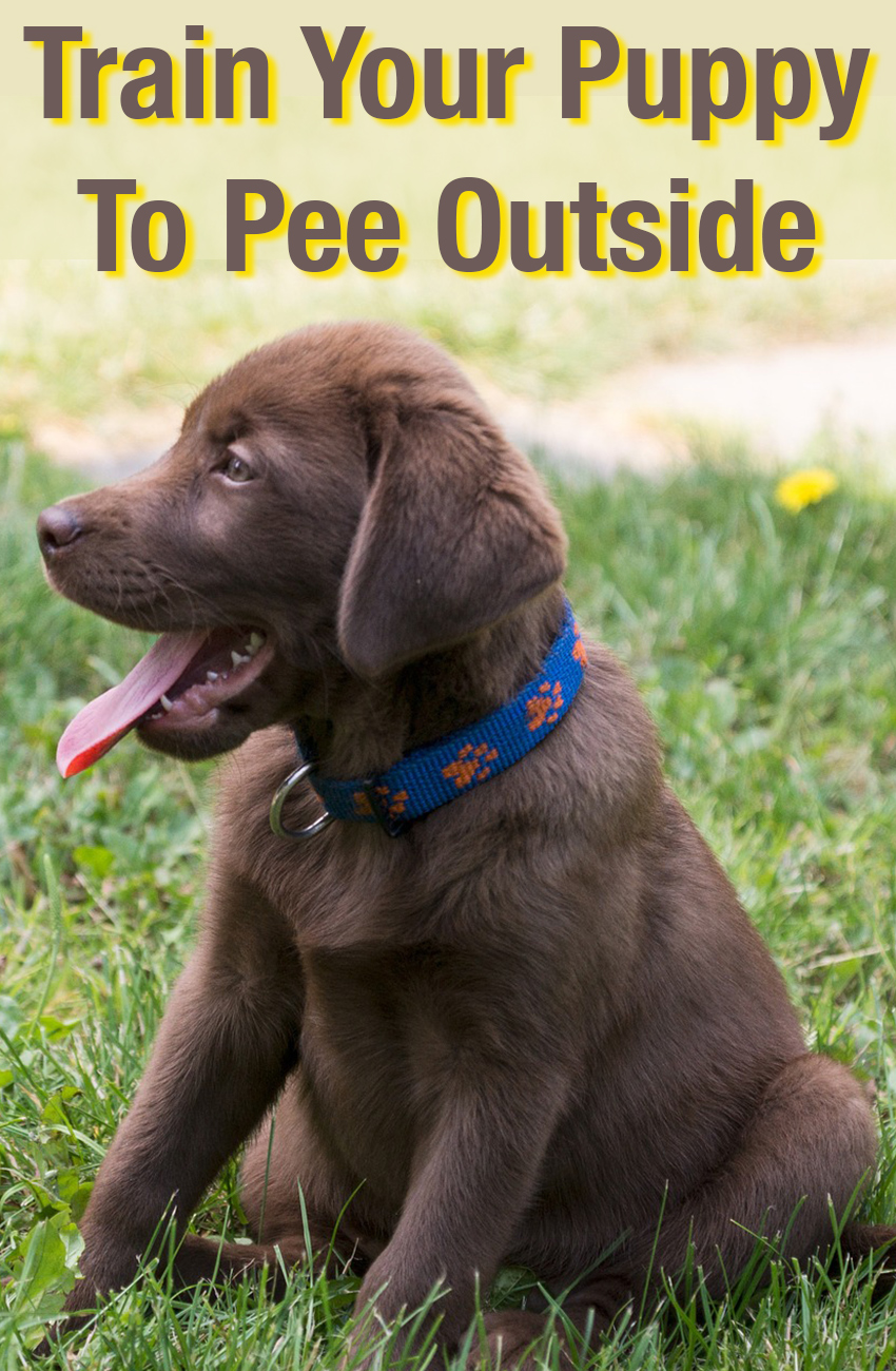 how-to-train-a-puppy-to-pee-outside