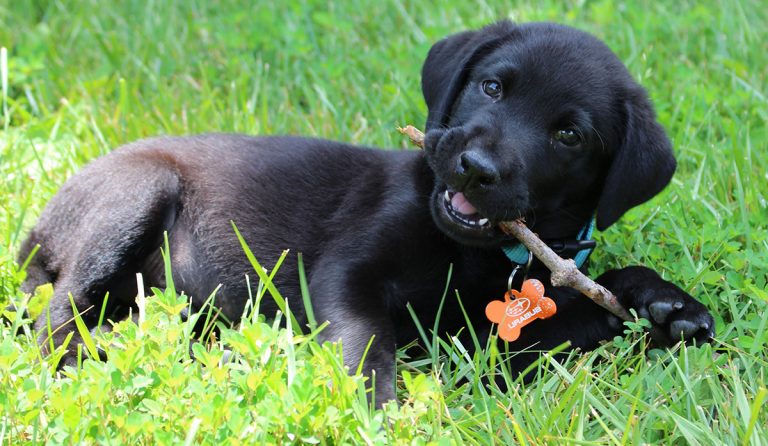 how to train a puppy to pee outside