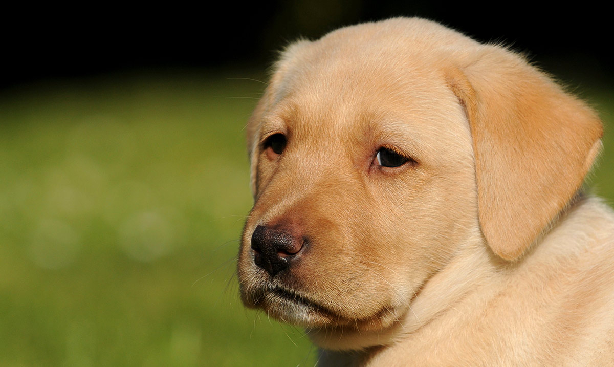  Can Puppies Leave Mother At 4 Weeks 