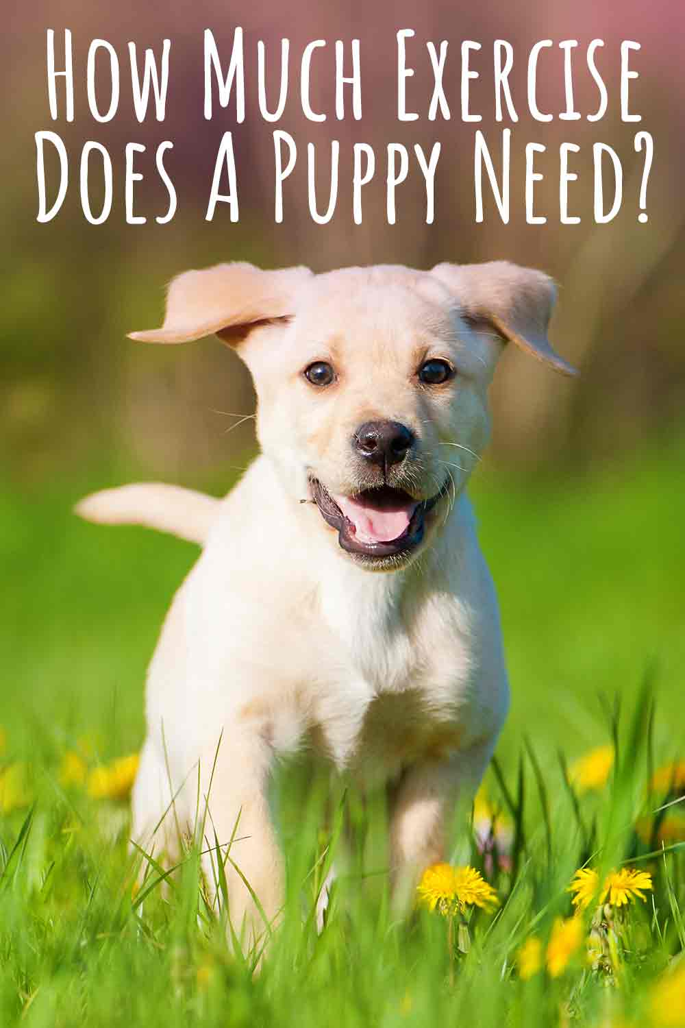 Labrador Puppy Exercise- How Much Does A Puppy Need__