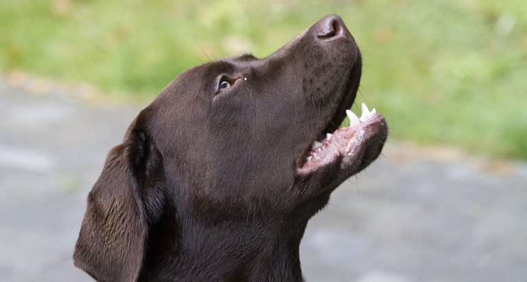 Labrador Barking Help And Information