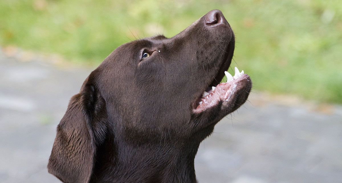Labrador Barking Help And Information 