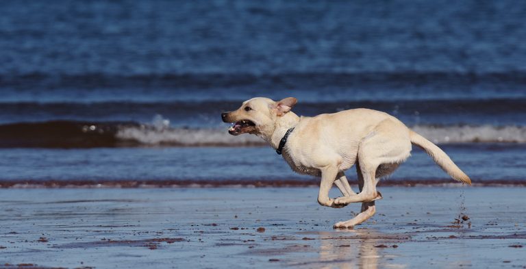 Off The Leash: How And When To Let Your Dog Run Free