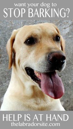 Labrador Barking Help And Information - The Labrador Site