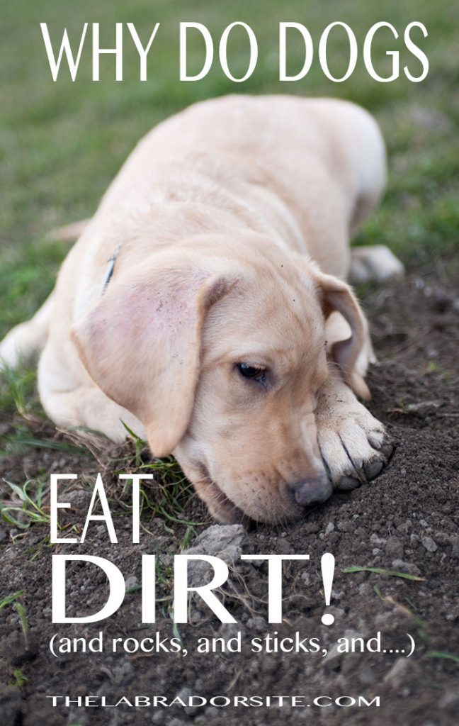 Why Do Dogs Eat Dirt 1 648x1024 