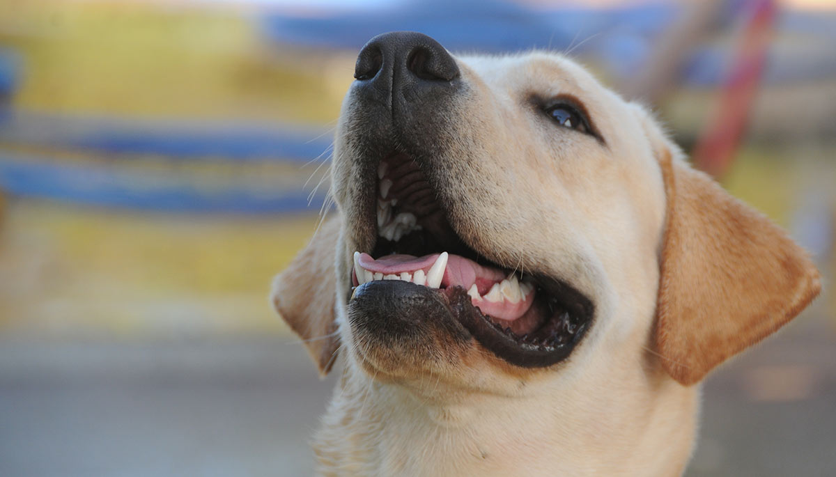 Why Do Dogs Eat Dirt Stones And Trash A Guide To Dogs Eating Dirt