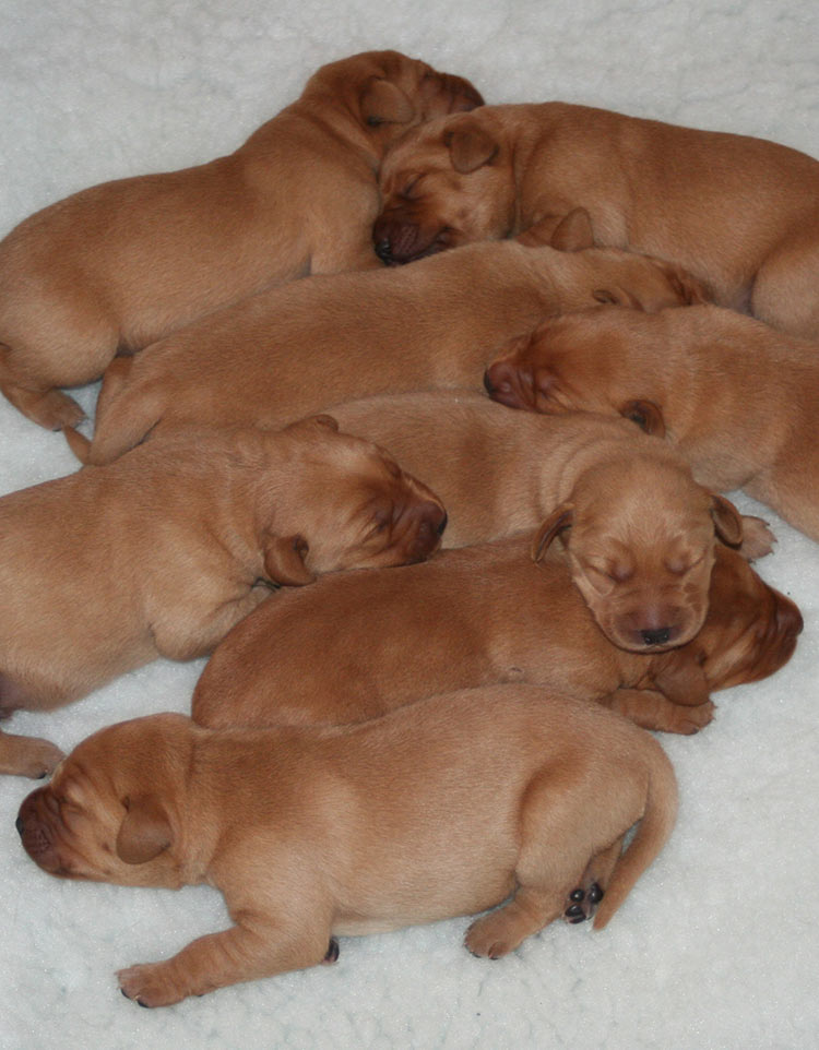 newborn labrador puppies