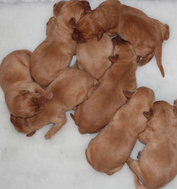 newly born labrador puppies