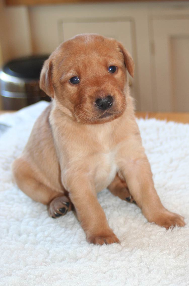 can puppies see at 3 weeks old